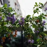 Atmosfere Puniche Bed & Breakfast Palermo